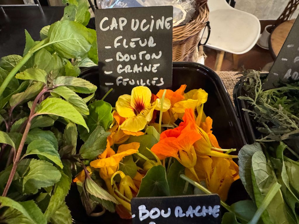 Capucines et bourrache, fleurs comestibles bio cultivées par le GAEC Plaine Terre