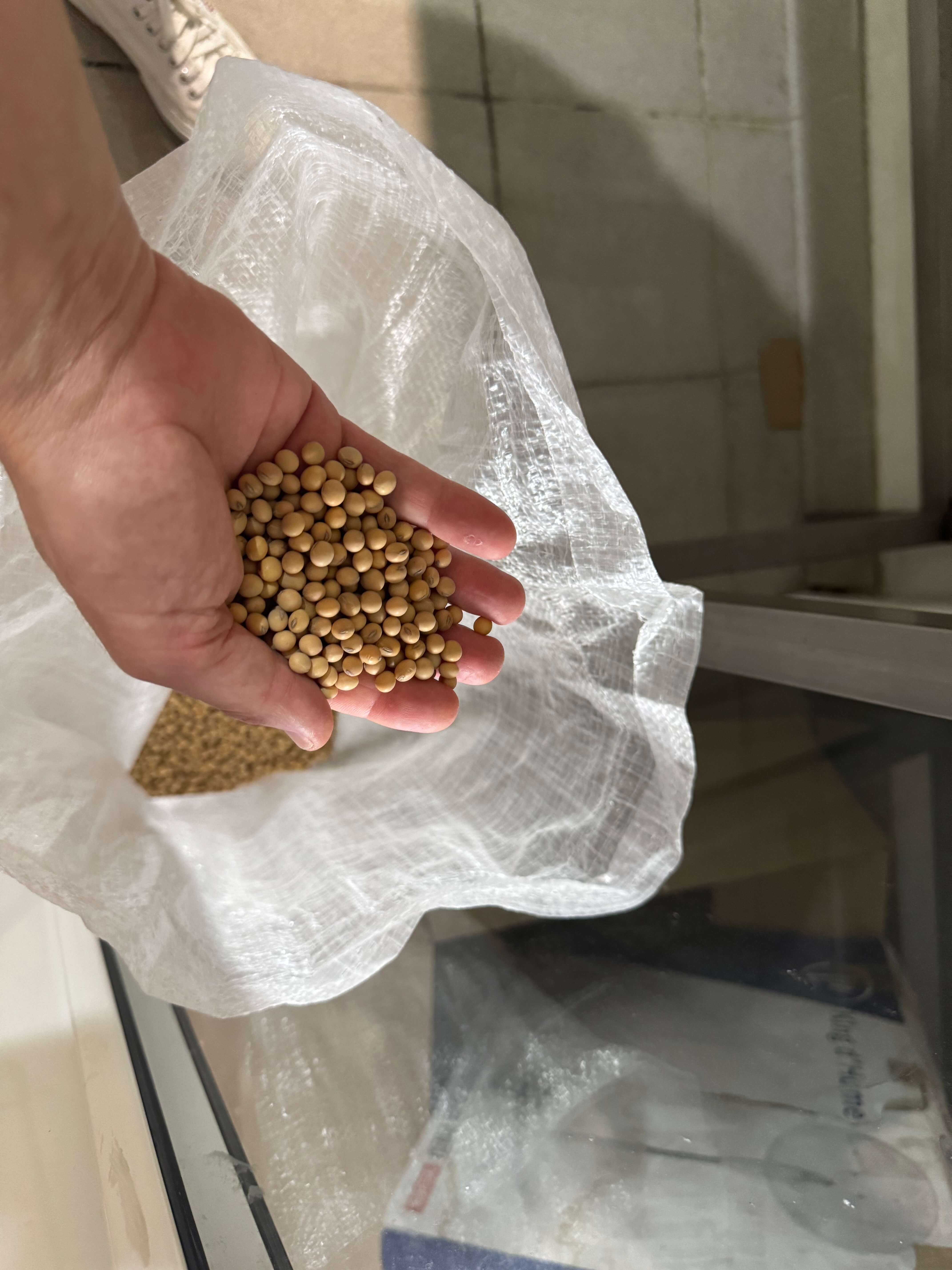 Main tenant des graines de soja fraîches, issues du sac, avant fermentation